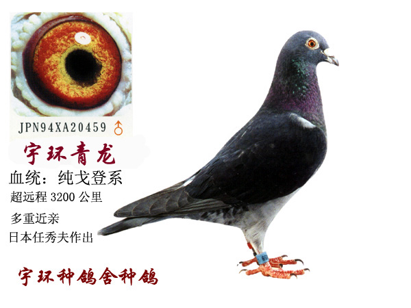 哪个大师有戈登系的照片