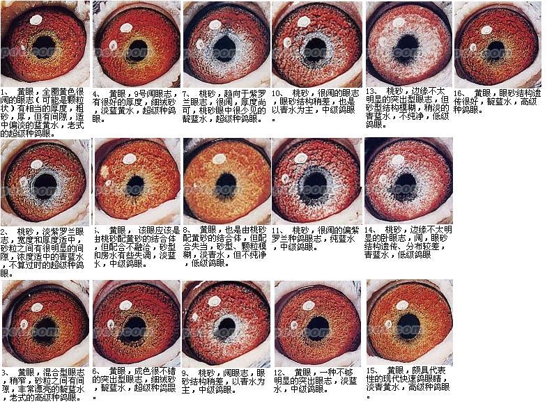 鸽子眼睛分类图片图片