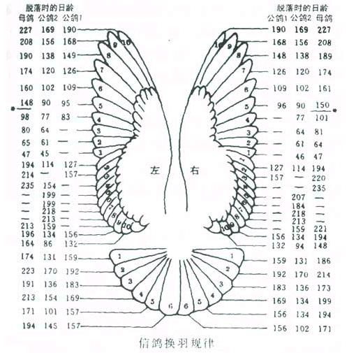 家鸽正羽结构图图片