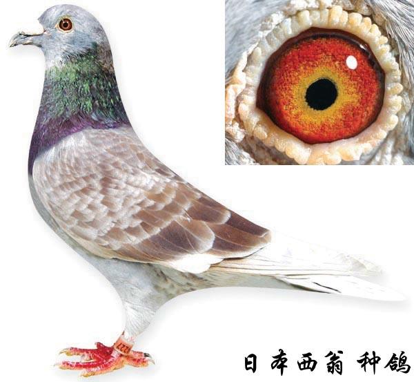 各位鸽友,能发几张西翁鸽的照片吗?