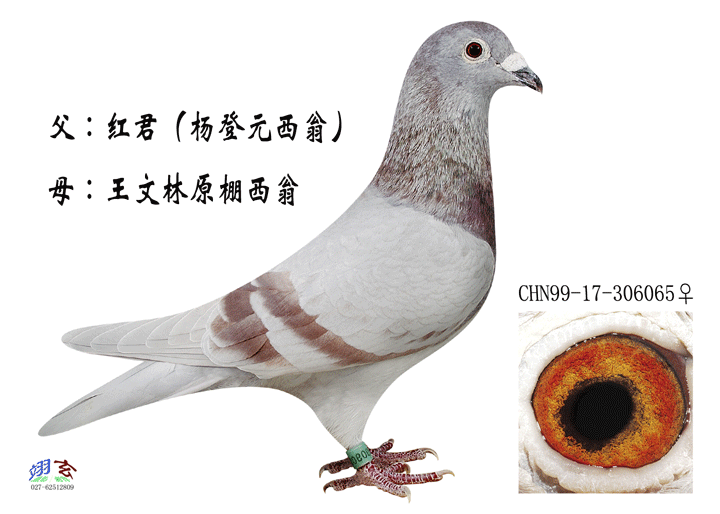 西翁 鸽子的特征