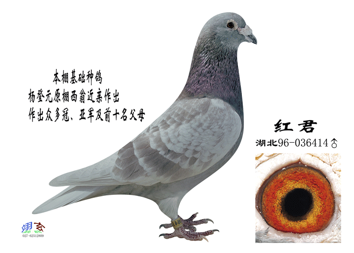 有位朋友未听说过上海鸽界名师杨登元老师的杨家绛本人发张图