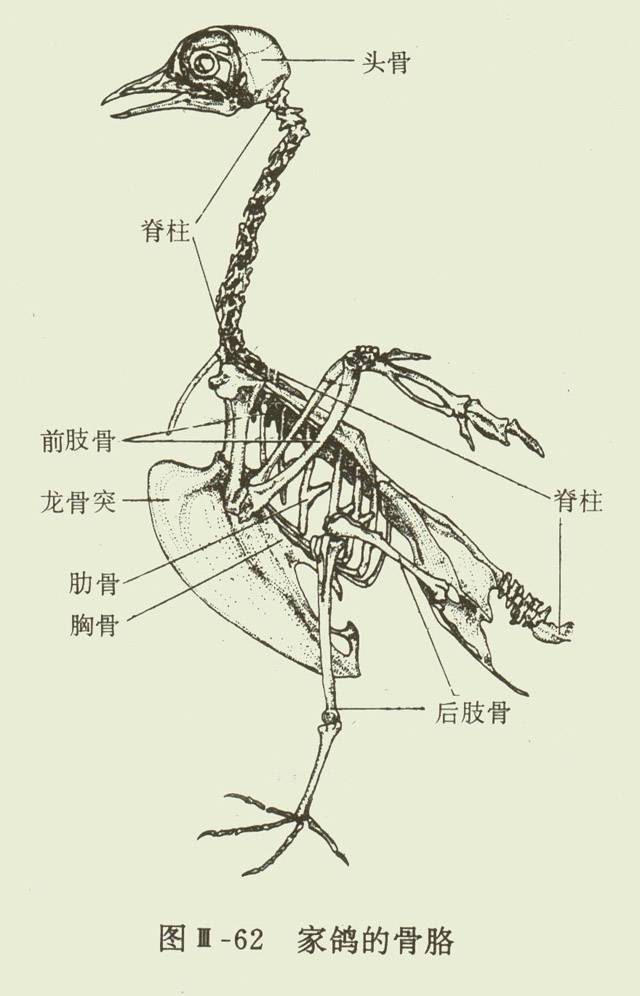 鸽子解剖图图片