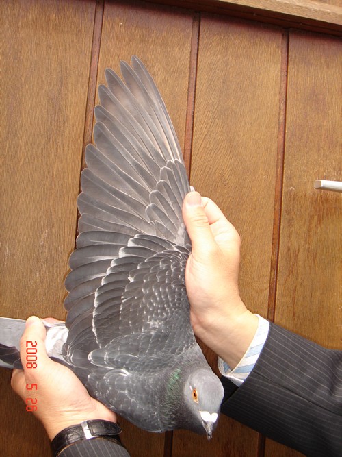 这个也是快速鸽子的翅膀,本身是冠军