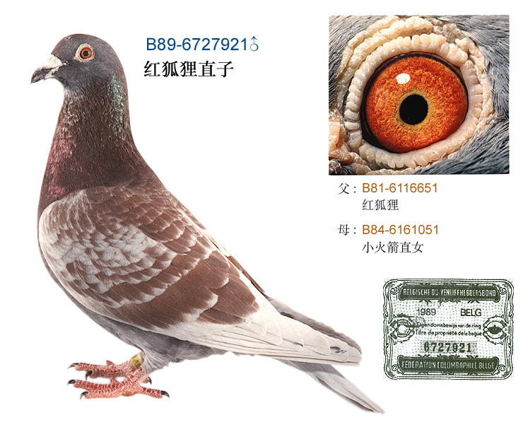 天下鸽问-ask.chinaxinge.com