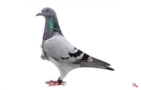 今天看到一羽翻胸的鸽子,这样的是什么品种啊