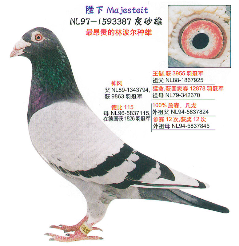 谁了解美国薛仲雅林波尔