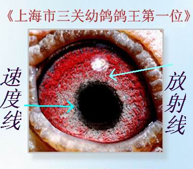 信鴿鴿眼圖片大全