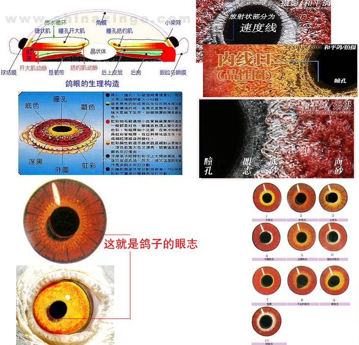 高清眼志图解图片