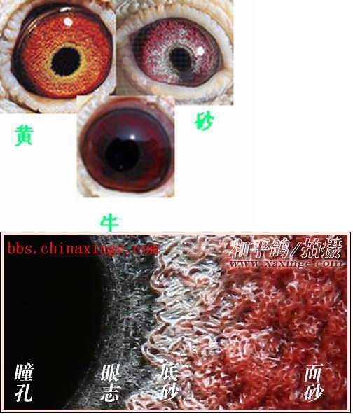 鸽子眼沙入门教程图解图片