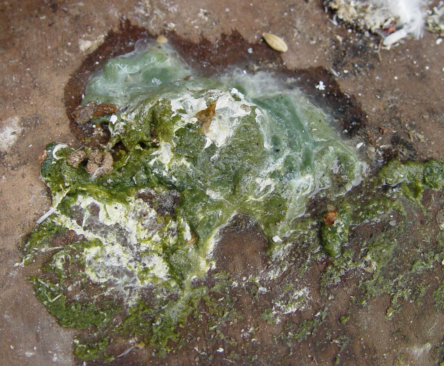 球虫怎么治?我是用青霉素胶馕,?