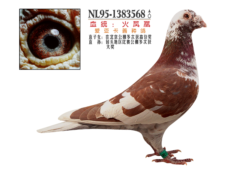 有没有什么品种的鸽子是大红色的?