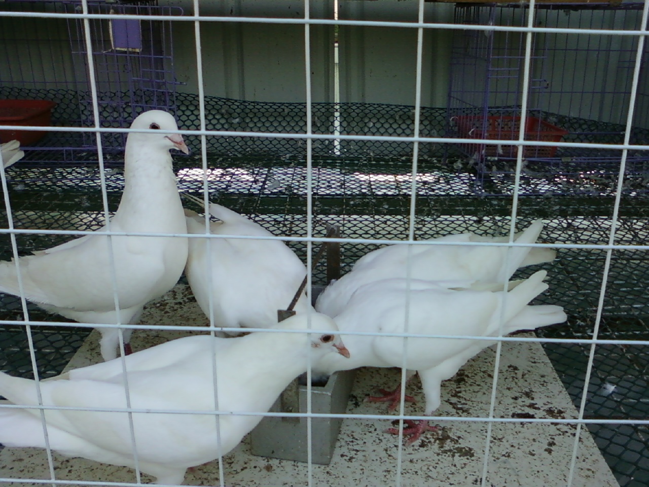 信鸽 和 肉鸽 在眼睛上有什么区别