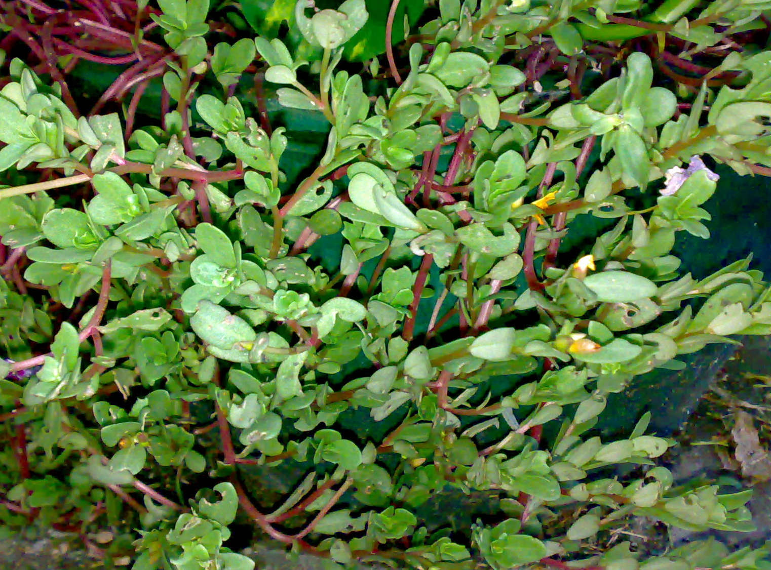 这是不是你们所说的xx草啊?