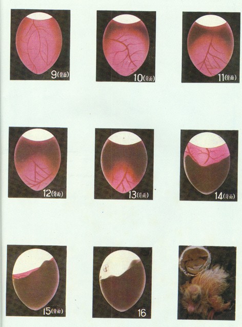 鸽子蛋孵化九天照蛋图图片