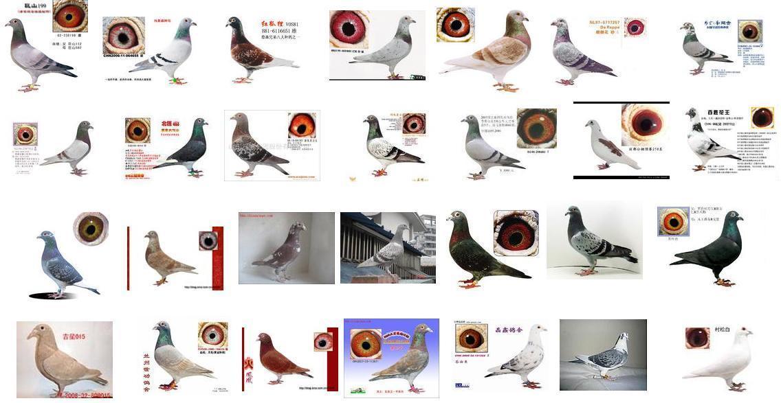 观赏鸽品种介绍图片