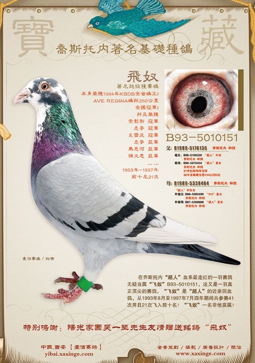 请大家把自家养的好的鸽子的照片或眼睛等发来参考参考.