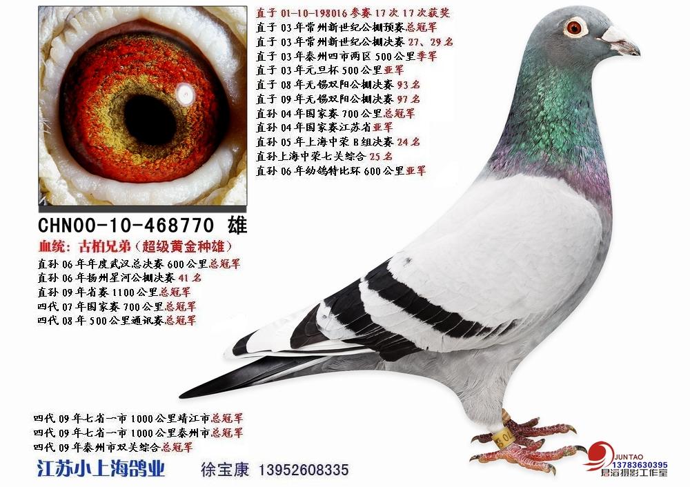 古柏鸽介绍! - 天下鸽问 中国信鸽信息网 ask.chinaxinge.com