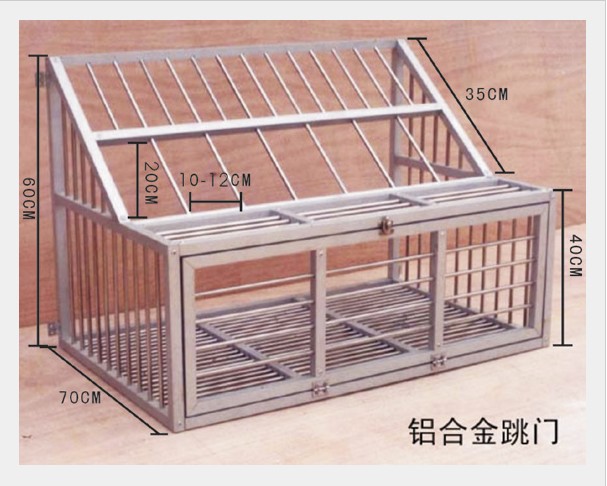 鸽子跳笼价格和图片图片