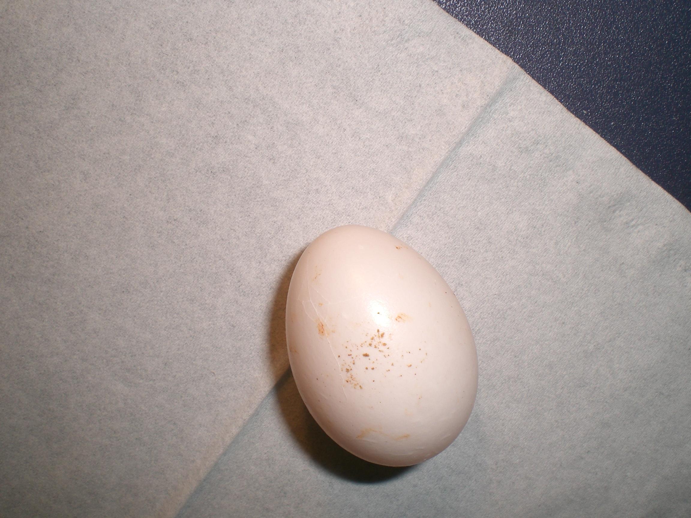 鸽蛋有网状裂痕可以出鸽子吗,有图放大看比清楚