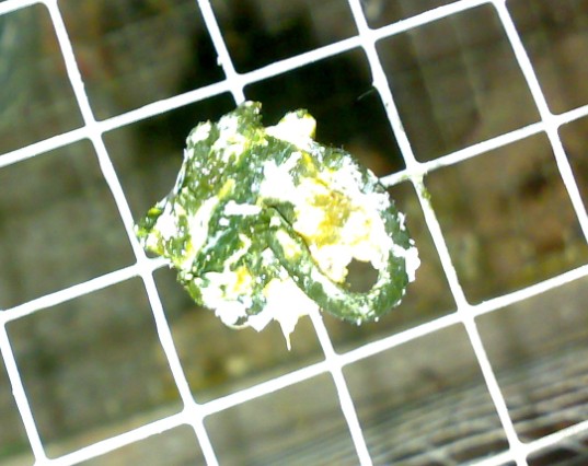 这个鸽便正常吗,同棚鸽子有死的