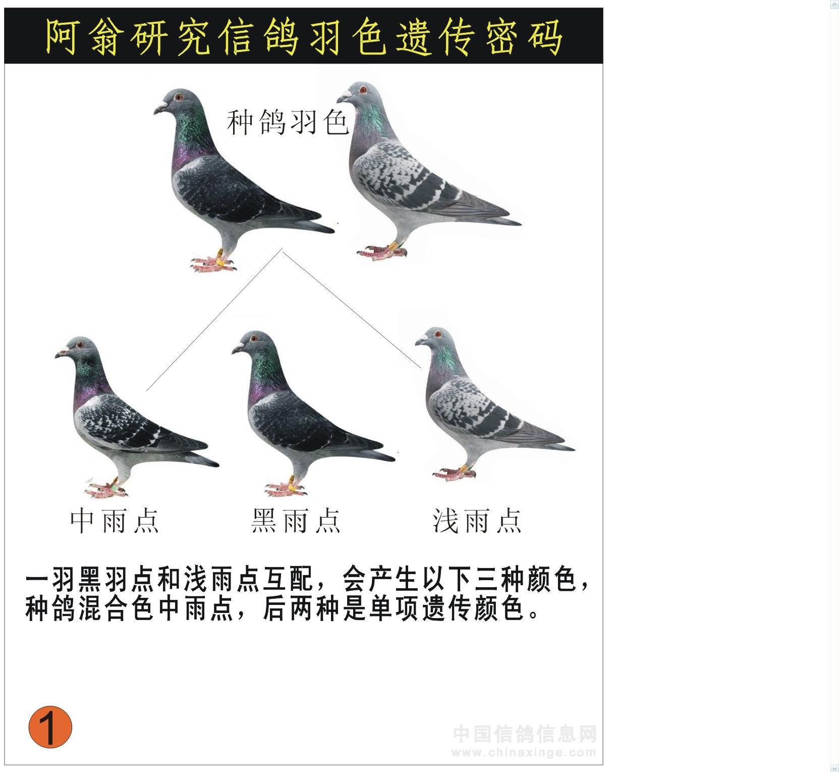 信鸽遗传公式图解图片