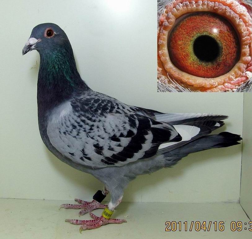 雨点白条 老师进