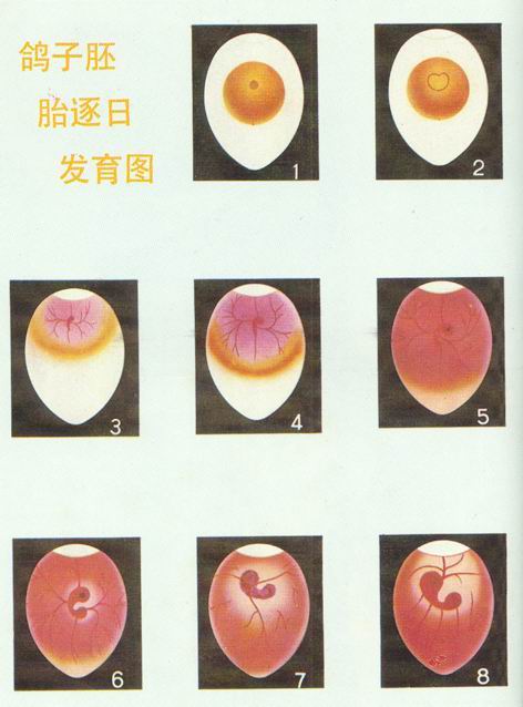 鸽子蛋差四五天就能孵出来是怎样的