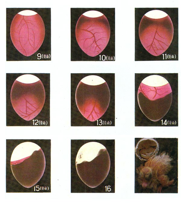 孵化5天的蛋打开照片图片