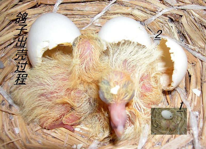 鸽子1一18天孵化图图片