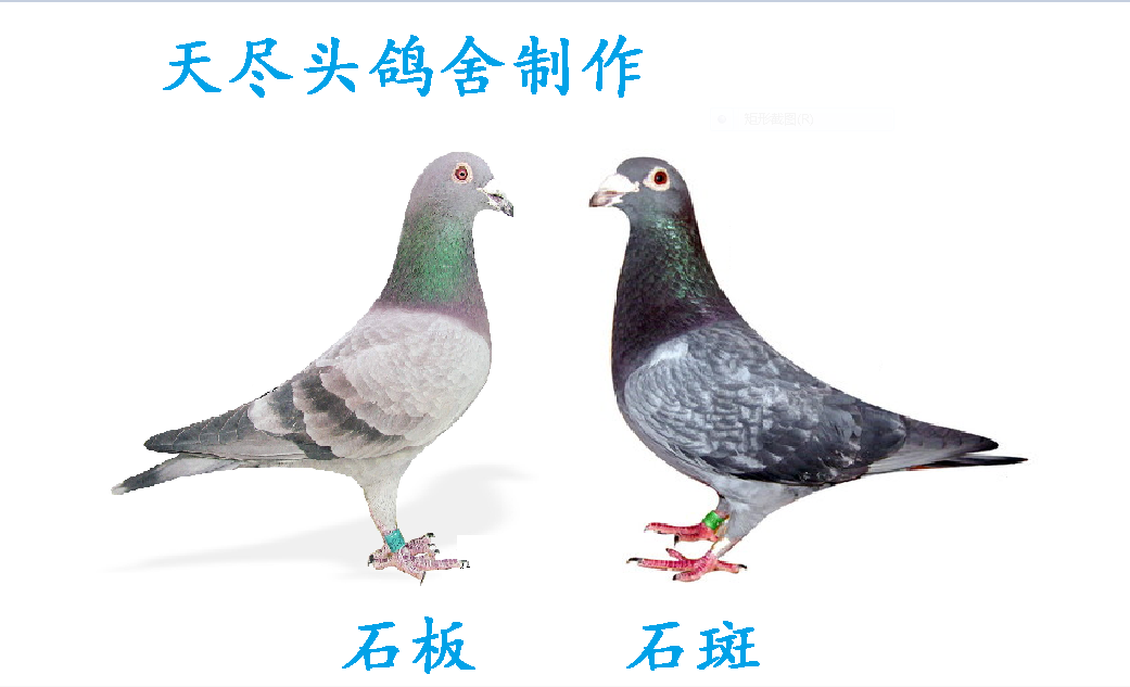 请问什么羽色配对出石斑,石斑和什么羽色配对还能出石斑谢谢.