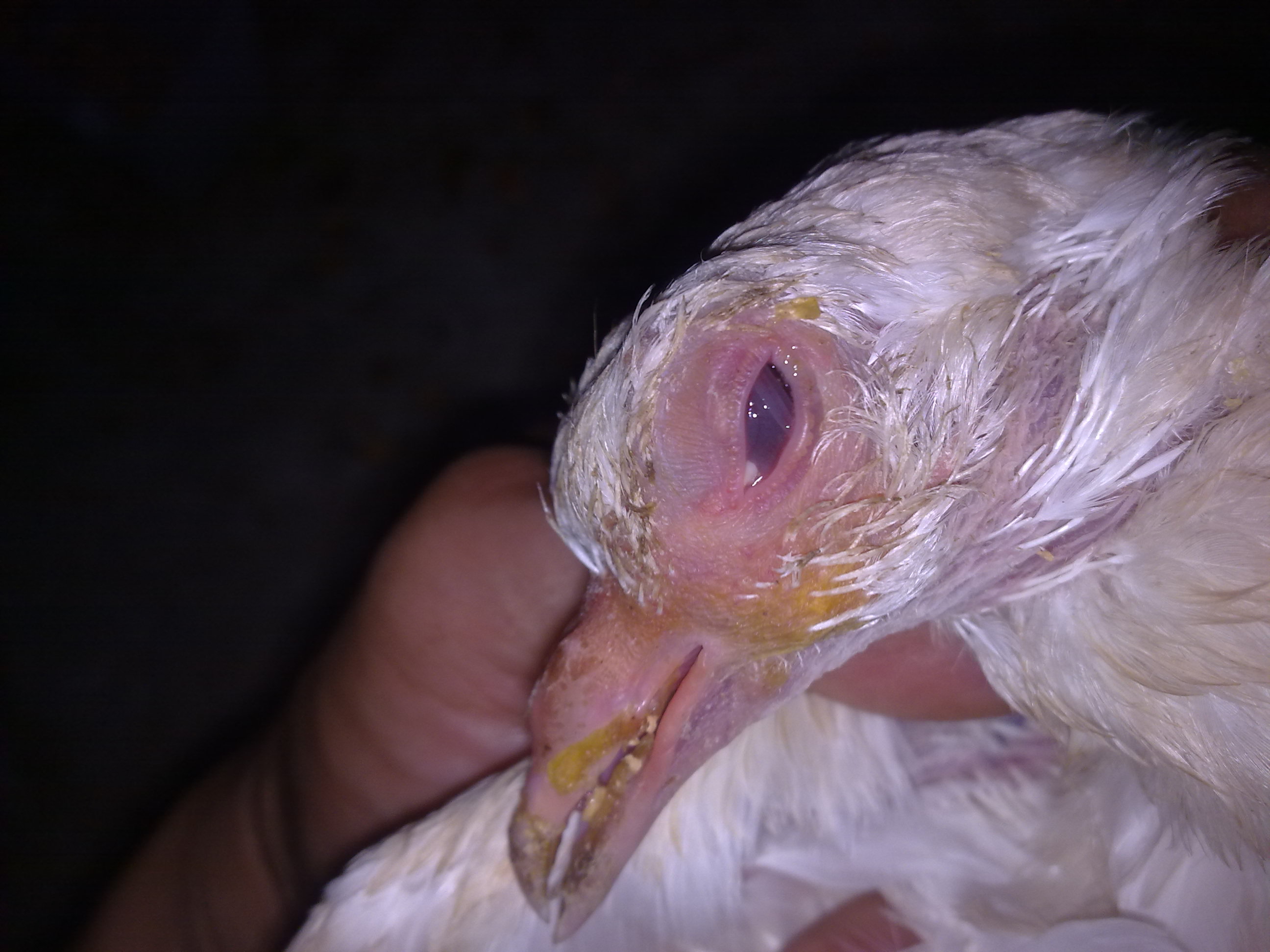 请问我的鸽子的眼睛老是有问题!不知道怎么治,请高手指点!