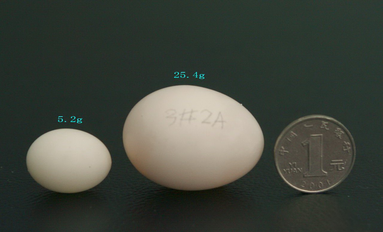 鸽蛋的大小问题