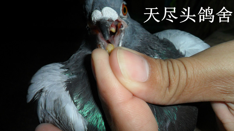 鸽痘最好的治疗方法?-天下鸽问-ask.chinaxinge.com