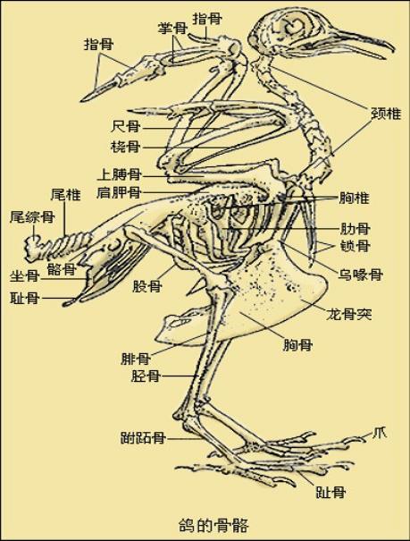 鸽子怎么分公母 耻骨图片