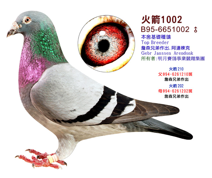 詹森小火箭的鸽子是什么颜色的？有灰的吗？ 天下鸽问 