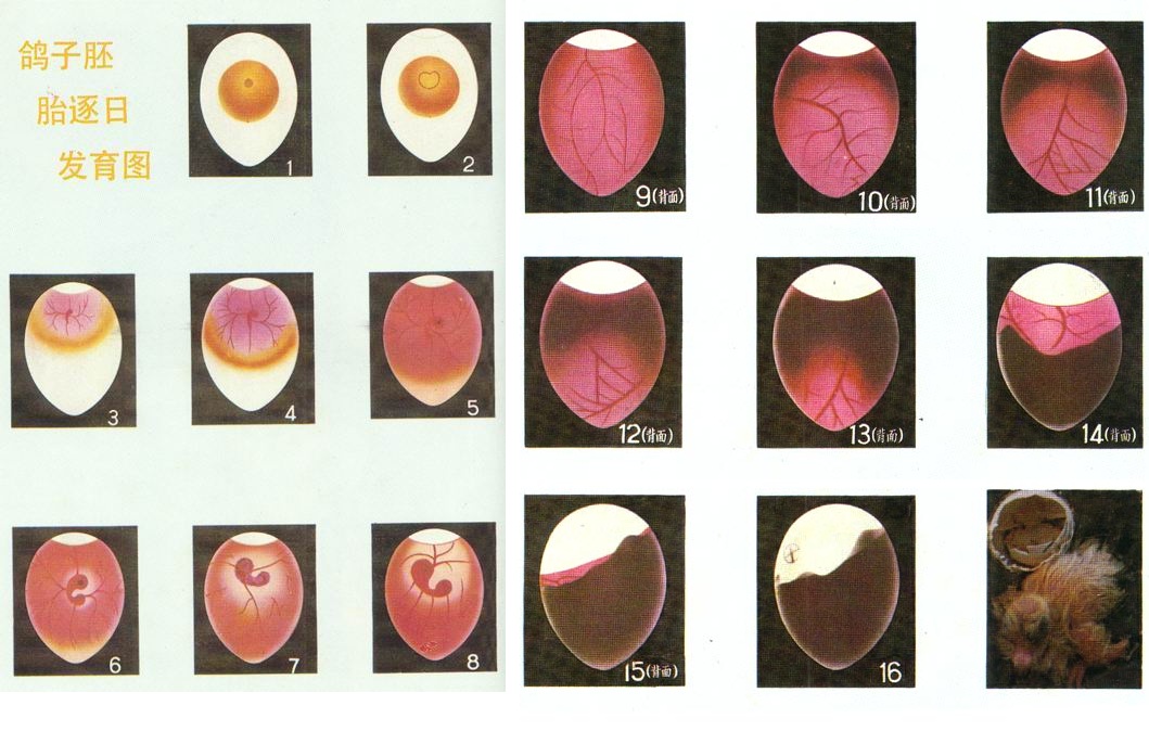 鸽子孵化18天照蛋图片图片