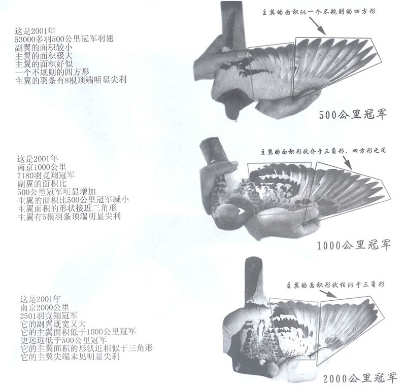 信鸽翅膀好坏鉴别图图片