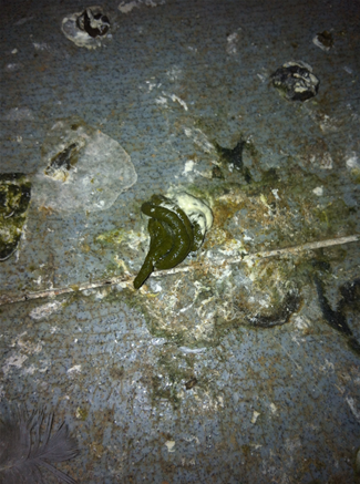 为什么拉这样的粪便