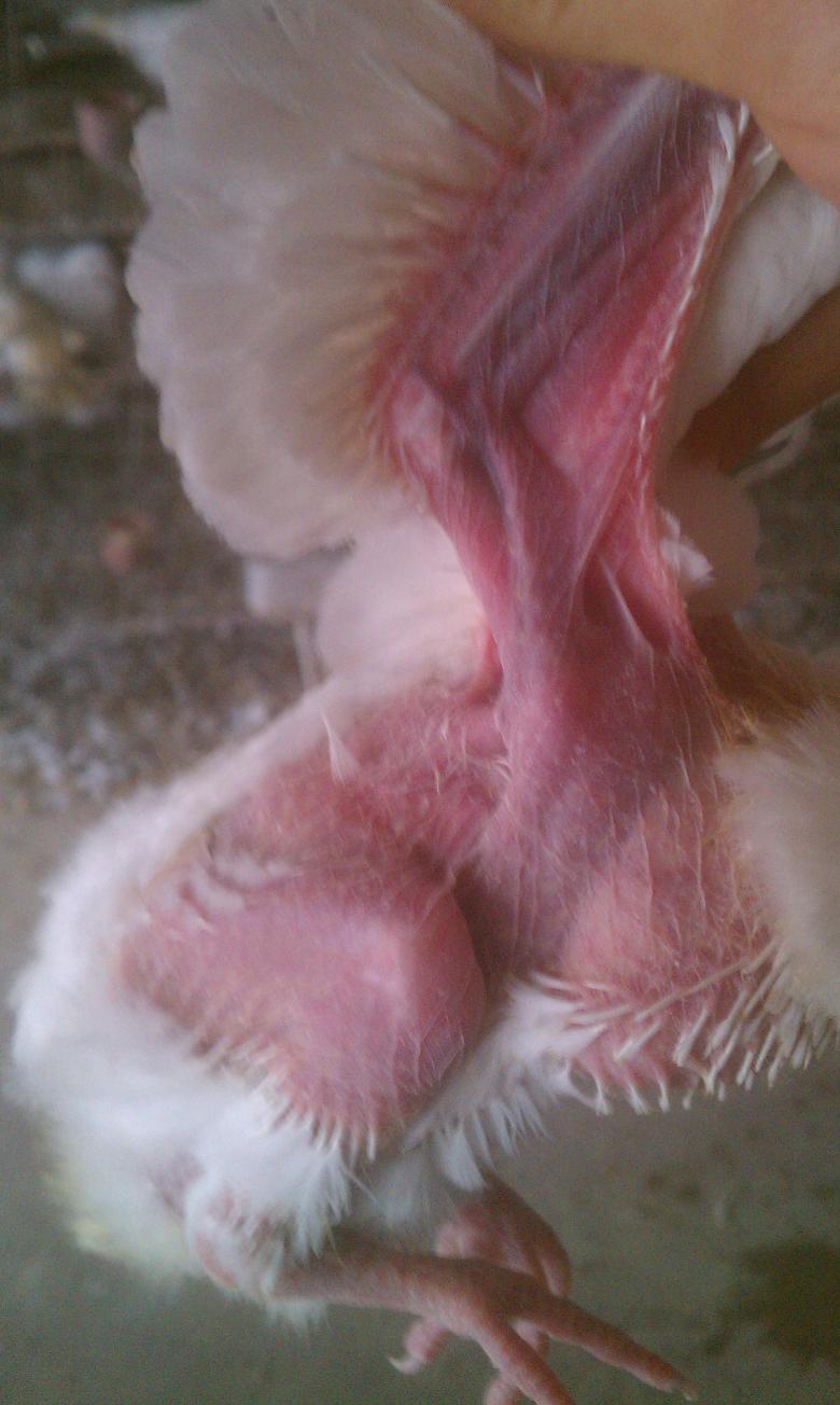 小鸽子身体干枯消瘦,身体发黑.