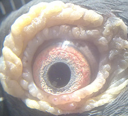 各位老师看一下 这只眼睛是什么眼志 ? 是全圈的吗?