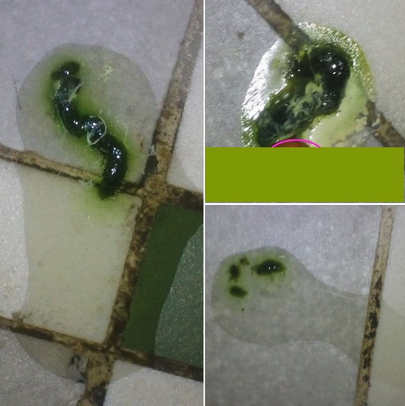 鸽子霉菌感染粪便图片图片