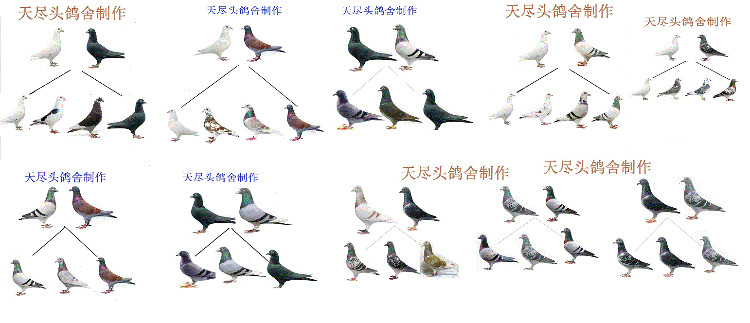 鸽子羽色遗传对照表图片