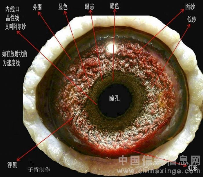 鸽子眼睛结构图片讲解图片