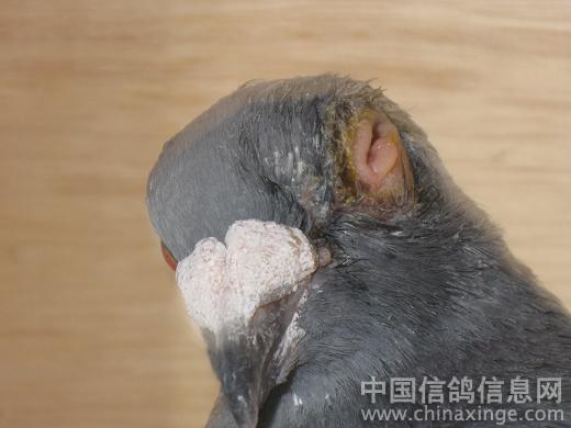 鸽子消失了几天回来眼睛瞎了 嗉子里啥也没有-天下鸽问-ask.chinaxinge.com