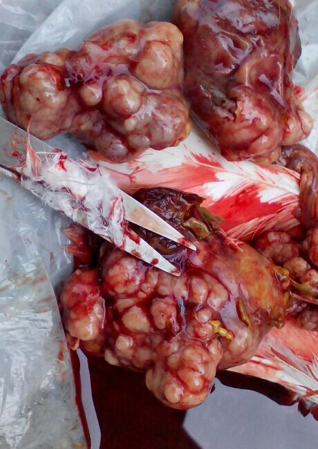 鸽子腹腔内肿瘤