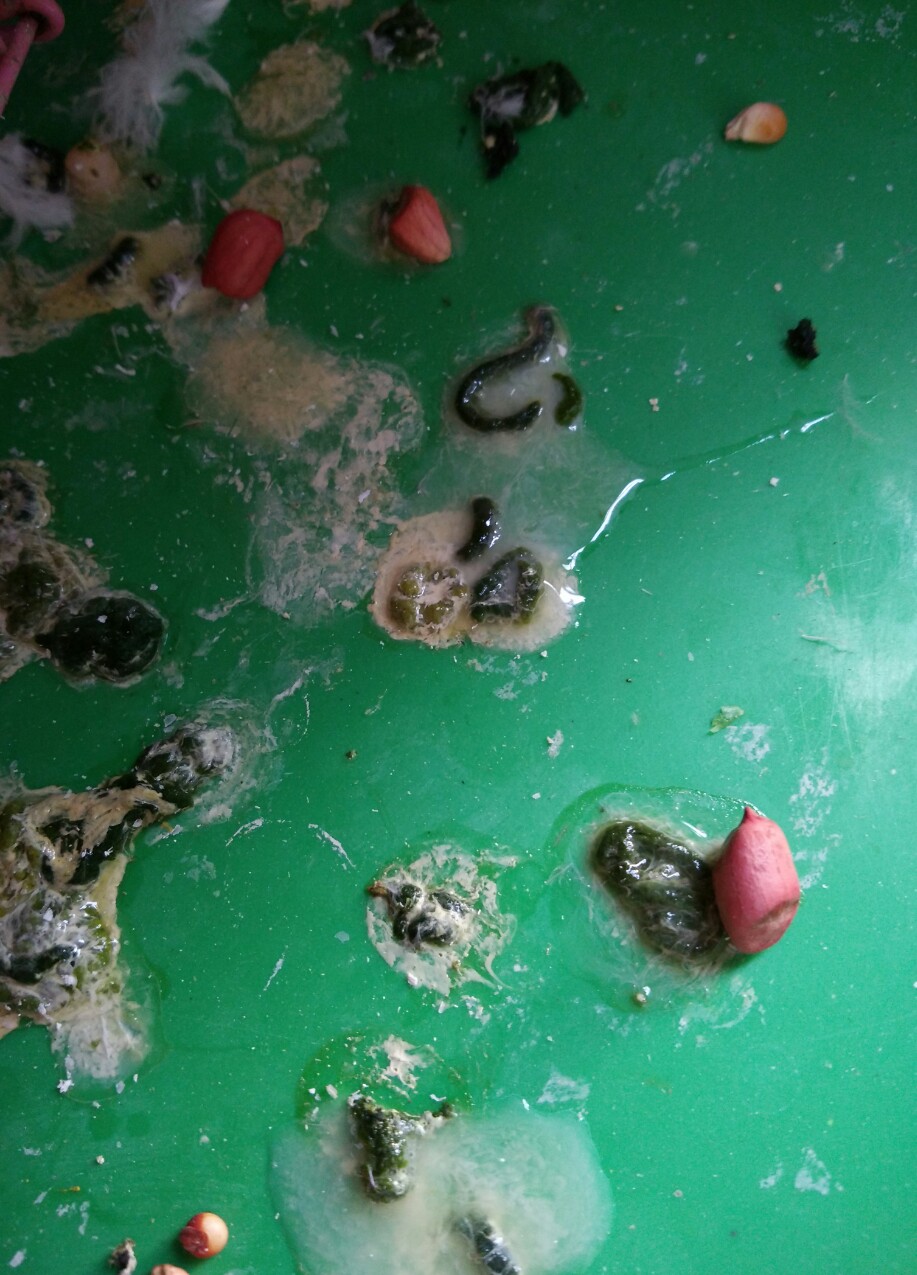 看看粪便 鸽子不爱吃食买来好多天了