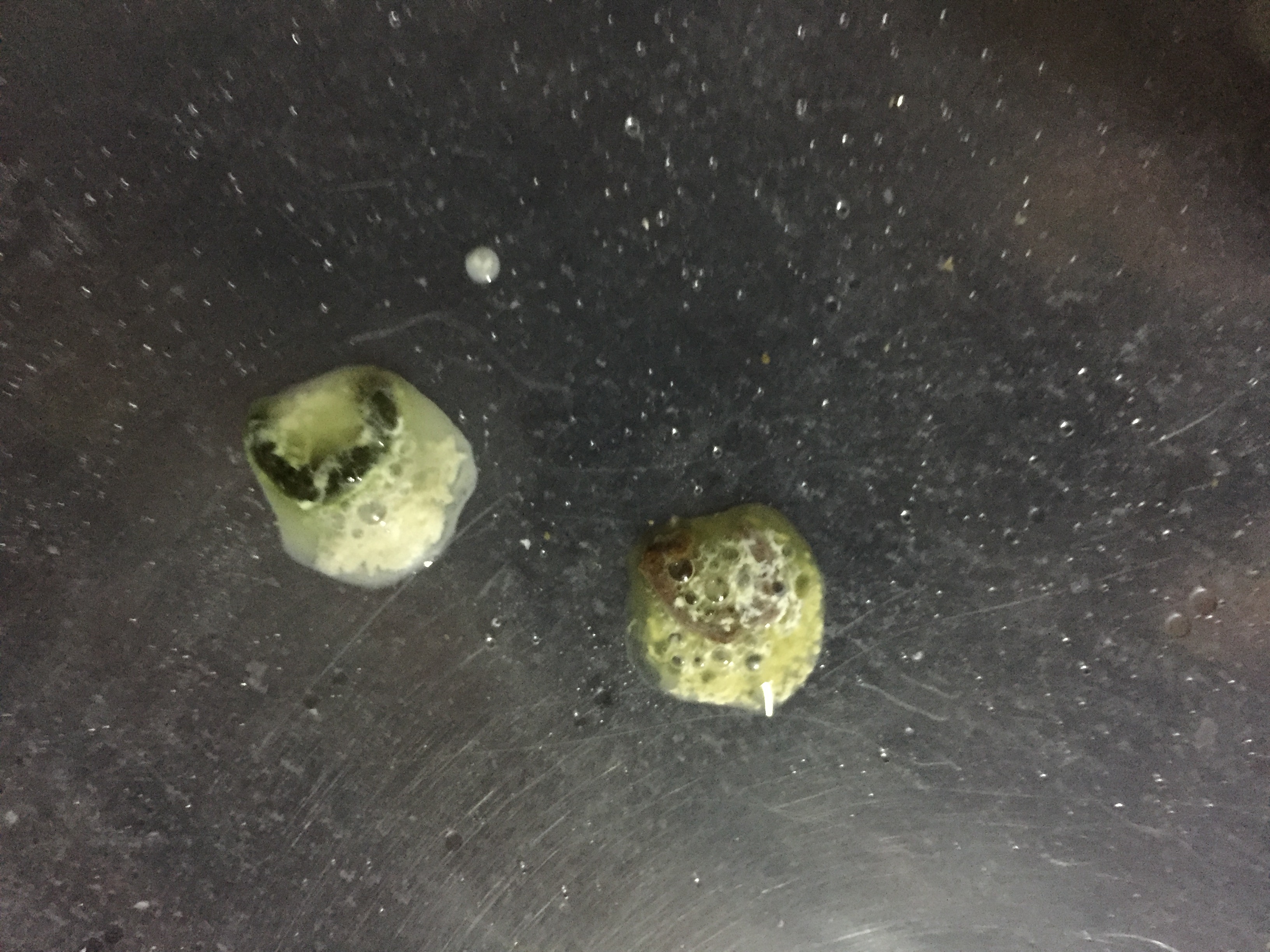鸽子拉这种粪便,用乳酸菌素片可以嘛,用法和用量,治疗几天
