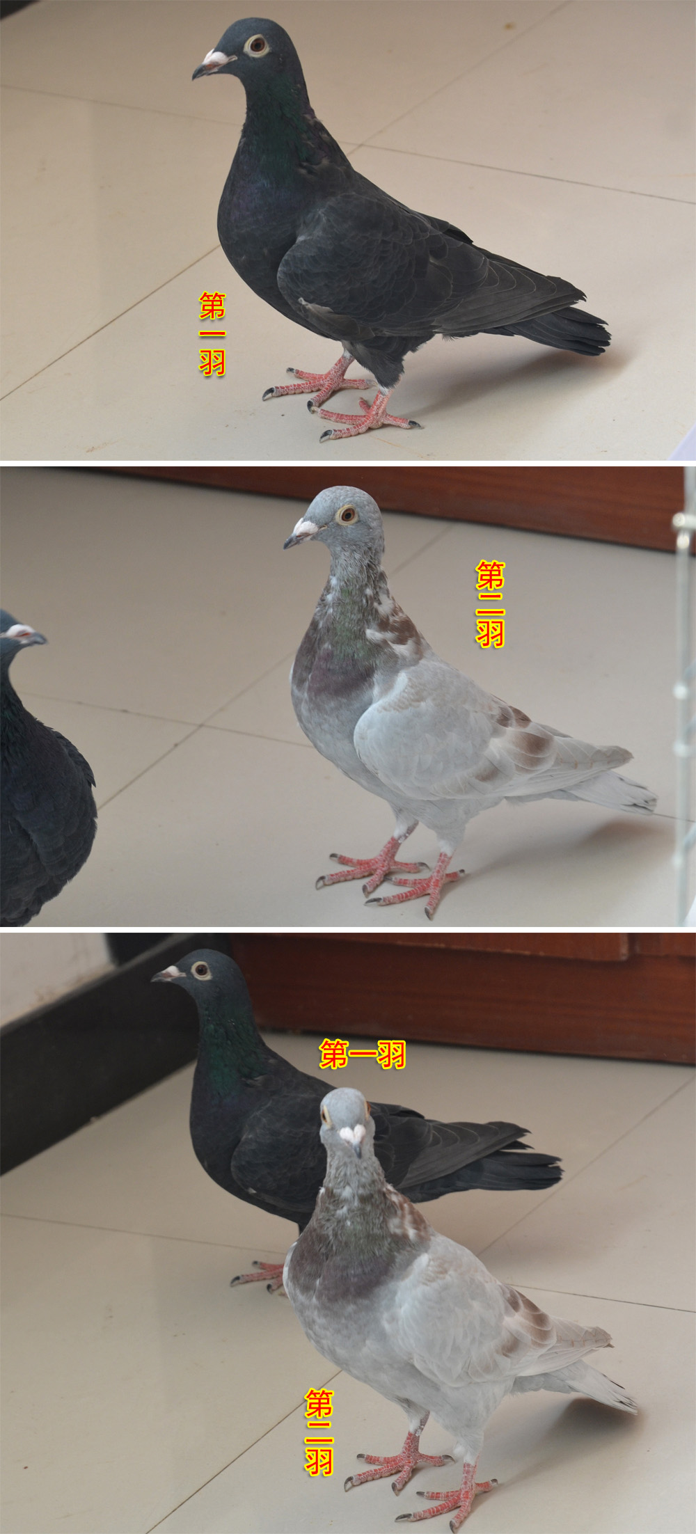 今天早起刚刚从鸽市淘来的6羽鸽子,大家给判断下雌雄好配对,谢谢