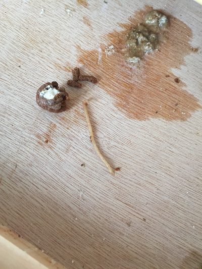 种鸽拉出了一条虫